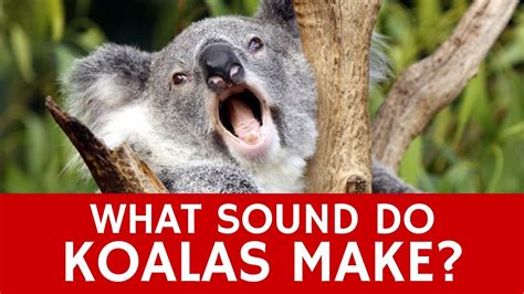 Koala noises. Things To Know About Koala noises. 